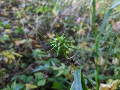 Carex grayi