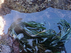 Phyllospadix scouleri