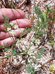 Capnophyllum africanum