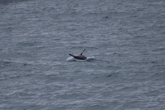 Arctocephalus pusillus pusillus