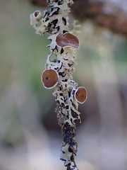 Hypogymnia lophyrea
