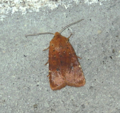 Conistra rubiginea