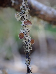 Hypogymnia lophyrea