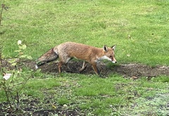 Vulpes vulpes crucigera