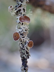 Hypogymnia lophyrea