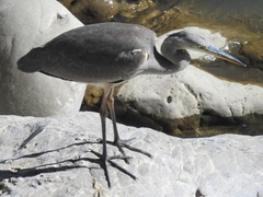 Ardea cinerea cinerea
