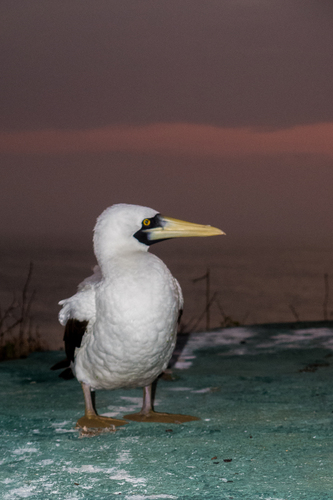 Piquero enmascarado (Sula dactylatra)