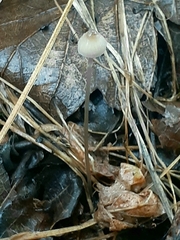 Mycena filopes