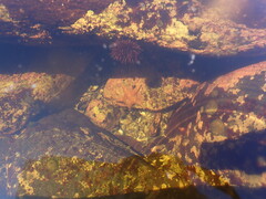 Dermasterias imbricata