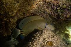 Acanthurus bahianus