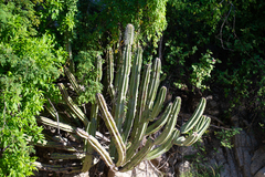 Lophocereus schottii