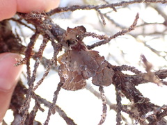 Lobaria anomala