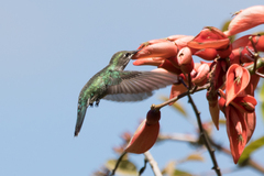 Heliomaster furcifer