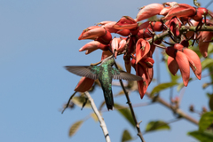 Heliomaster furcifer