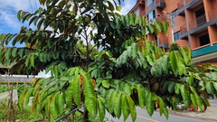 Chrysophyllum cainito