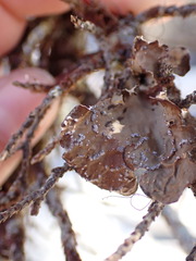 Lobaria anomala