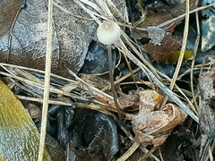 Mycena filopes