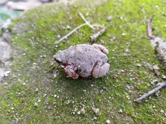 Hypopachus variolosus