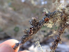 Hypogymnia lophyrea