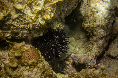 Echinoidea