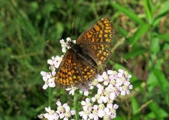 Melitaea