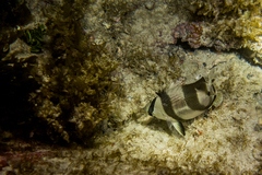 Chaetodon striatus