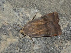 Noctua janthina