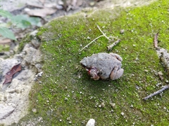 Hypopachus variolosus