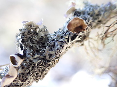 Hypogymnia lophyrea