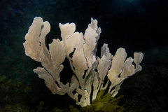 Phyllogorgia dilatata
