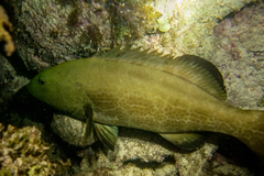 Mycteroperca bonaci