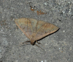 Zanclognatha lunalis