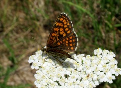 Melitaea