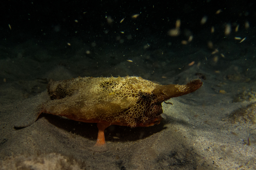 Langsnuit-vleermuisvis (Ogcocephalus vespertilio) — Ogcocephalidae — 4