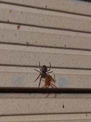 Larinioides ixobolus