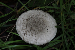 Amanita excelsa