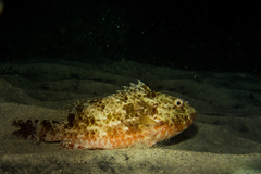 Gray Parrotfish photo 1
