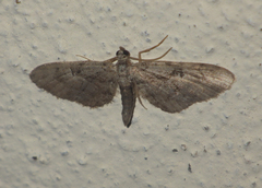 Eupithecia