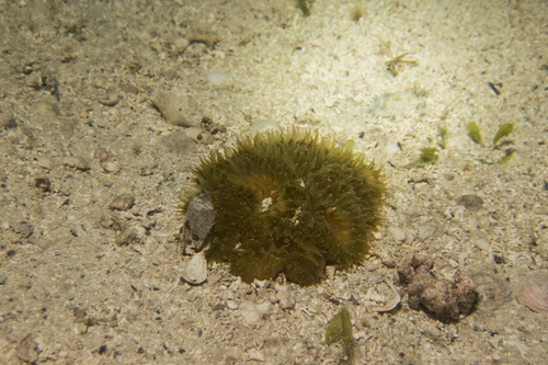 Brazilian Rose Coral