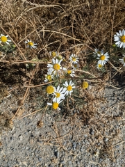 Anthemis cotula