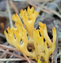 Clavulinopsis corniculata