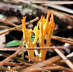 Clavulinopsis corniculata