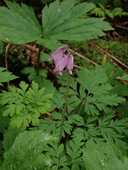 Dicentra formosa