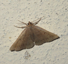 Zanclognatha lunalis