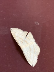 Scopula umbilicata