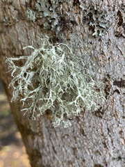 Ramalina farinacea