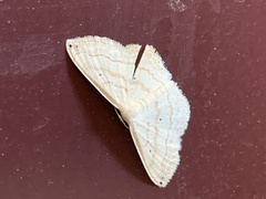 Scopula umbilicata