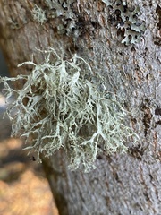 Ramalina farinacea