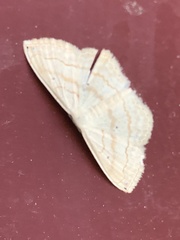 Scopula umbilicata