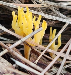 Clavulinopsis corniculata